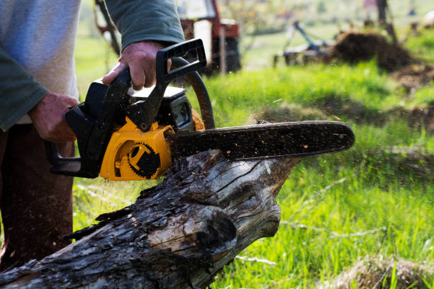 Trusted Ridgewood, NJ Tree Care Experts